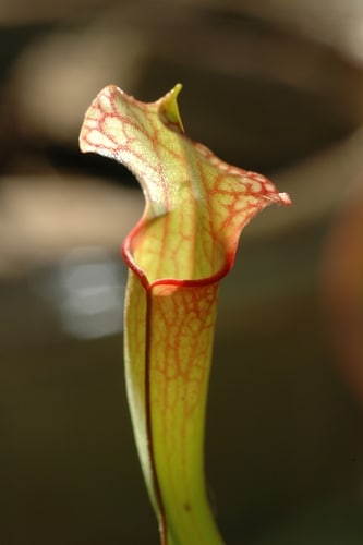 The carnivorous pitcher plant, which uses a slippery coating to trap insects, inspired the discovery of a compound to prevent blood clotting.