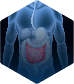 Thoraco – abdominal